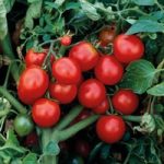 Tomato ‘The Amateur’ – Heritage