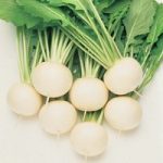 Turnip ‘Oasis’