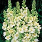 Verbascum x hybrida ‘Snow Maiden’