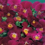 Viola hybrida ‘Rose Shades’