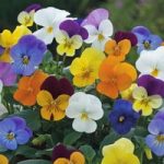 Viola x williamsiana ‘Floral Powers Mixed’ F1 Hybrid