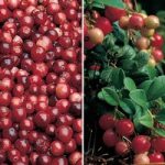 Cranberry & Lingonberry Collection