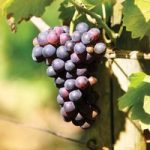 Grape ‘Dornfelder’