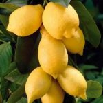 Lemon ‘Eureka’