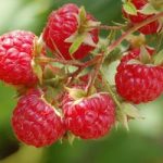 Raspberry ‘Glen Moy’ (Summer fruiting)