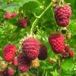Raspberry ‘Joan J’ (Autumn fruiting)