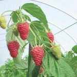 Raspberry ‘Autumn Treasure’ (Autumn fruiting)