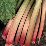 Rhubarb ‘Victoria’ (Spring/Autumn Planting)