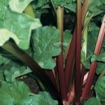 Rhubarb ‘Giant Grooveless Crimson’ (Spring/Autumn Planting)