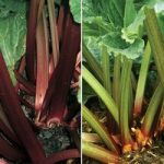 Rhubarb RHS Collection (Spring/Autumn Planting)