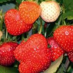 Strawberry ‘Alice’ (Mid Season)