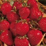 Strawberry ‘Honeoye’ (Early Season)