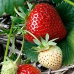 Strawberry ‘Elegance’ (Mid Season)