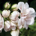 Geranium ‘White Rose’