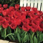 Tulip ‘Red Impression’