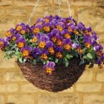 Pansy ‘Avalanche Bronze Lavender’ (Trailing)