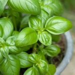 Basil ‘Classico’ – Vita Sementi Italian Seeds