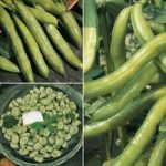 Broad Bean Collection