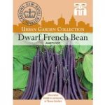 Dwarf Bean ‘Amethyst’ – Kew Collection Seeds