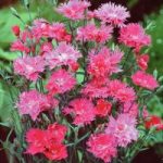 Dianthus ‘Elegance Pink’ F1 Hybrid
