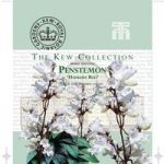 Penstemon digitalis ‘Husker Red’ – Kew Collection Seeds