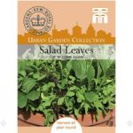 Salad Leaves ‘Cut ‘n’ Come Again’