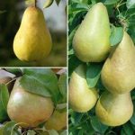 Pear ‘Family Pear Tree’