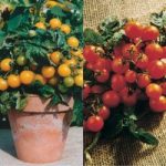 Tomato ‘Balconi’ Collection