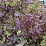 Lettuce ‘Red Salad Bowl’ (Loose-Leaf) – Vita Sementi Italian Seeds