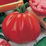Tomato ‘Cuore di Bue’ – Vita Sementi Italian Seeds