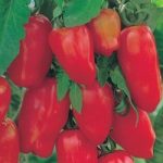 Tomato ‘Il San Marzano Lungo’ – Vita Sementi Italian Seeds