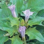 Datura metel ‘La Fleur Lilac’