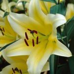 Tree Lily ‘Yellow Rocket’