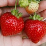 Strawberry ‘Finesse’ (Everbearer/ All Season)