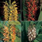 Hedychium ‘Species Mixed’