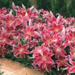Lily ‘Dazzler’ (Ground Cover)