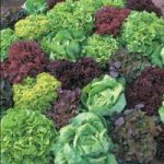 Lettuce ‘Ultimate Mixed’