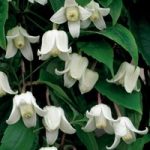 Clematis urophylla ‘Winter Beauty’