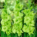Gladiolus ‘Green Star’