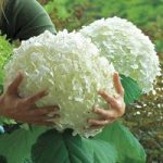 Hydrangea arborescens ‘Giant Incrediball’