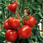 Tomato ‘Craigella’ – Heritage