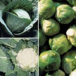 Brassica ‘Clubroot Resistant Collection B’
