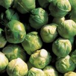 Brussels Sprout ‘Crispus’ F1 Hybrid