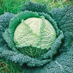 Cabbage ‘Tourmaline’ (Winter Savoy)