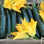 Courgette ‘British Summertime’ F1 Hybrid