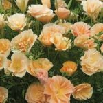 Californian Poppy ‘Peach Sorbet’