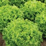 Lettuce ‘Lettony’ (Batavian)