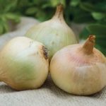 Onion ‘Doux des Cevennes’