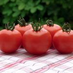 Tomato ‘Orkado’ F1 Hybrid