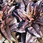 Lettuce ‘Relic’ (Loose-leaf)